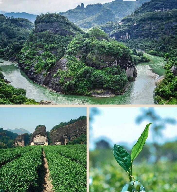 建议|一次性把茶王岩茶讲清楚！(建议收藏)