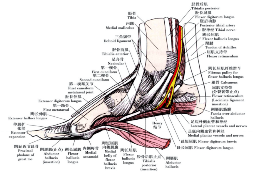 踝关节深层软组织结构腓肠神经腓浅神经隐神经浅神经:浅静脉:足背静脉