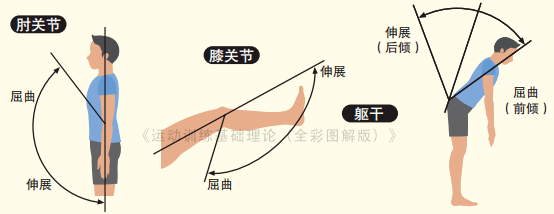 人体关节知识大全,了解清楚,运动更高效!