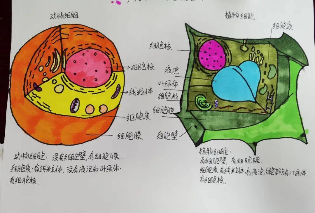 巧手绘细胞 创意建生态 | 记安居育才初中部生物学科细胞模型暨生态瓶