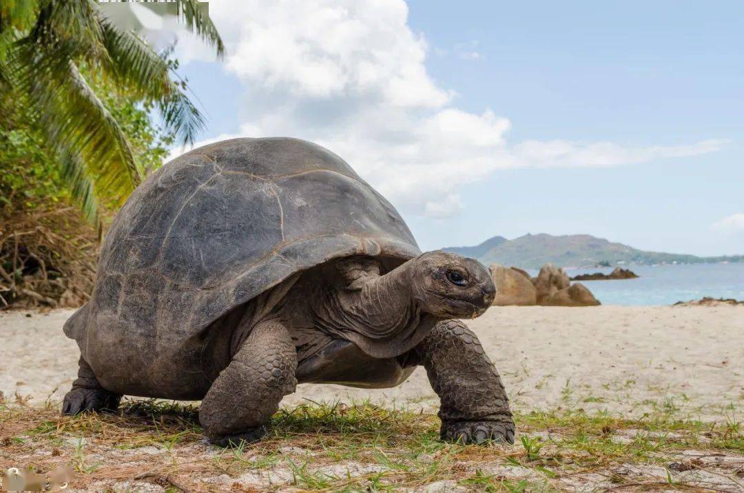 亚达伯拉象龟 | 体型庞大的"龟中之象"