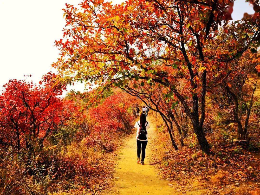 比香山还惊艳的仙台山,层林尽染,惊艳你的整个秋日