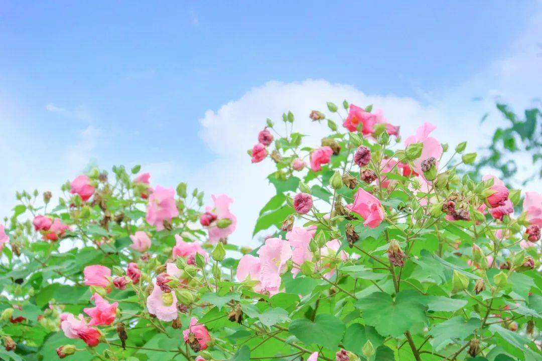 映像青白江|芙蓉花一开,好运自然来!_风景