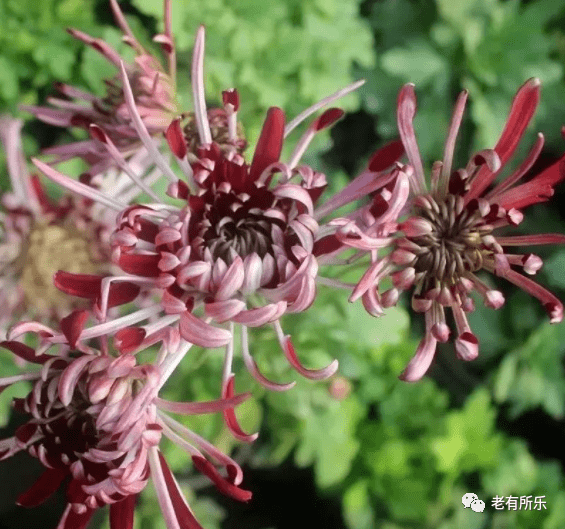 待到秋来九月八 猜成语_待到秋来九月八