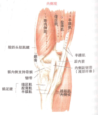 引起膝关节疼痛的10块肌肉