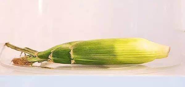 剩菜|还能这样用微波炉除了热剩菜剩饭