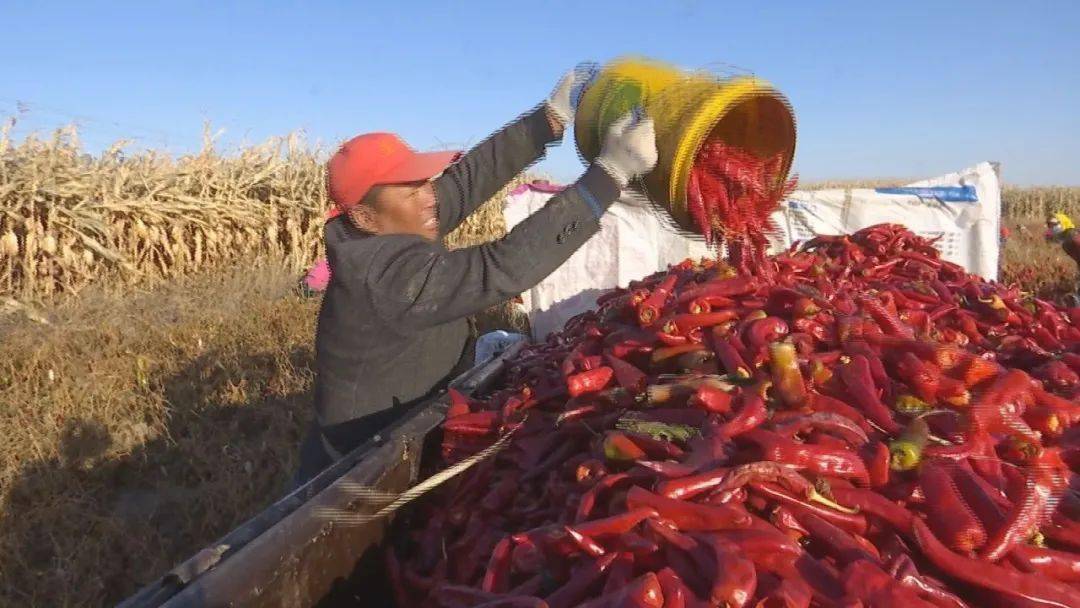 乌拉特前旗融媒体:辣椒火红映丰收