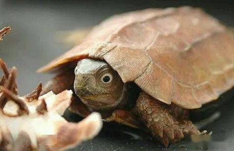 乌龟怎么画最简单最好看 fc02ff235d3e42ea91b6abd05f0aa216.jpeg