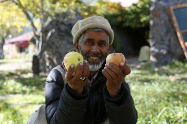 吉尔吉特|巴基斯坦：苹果收获