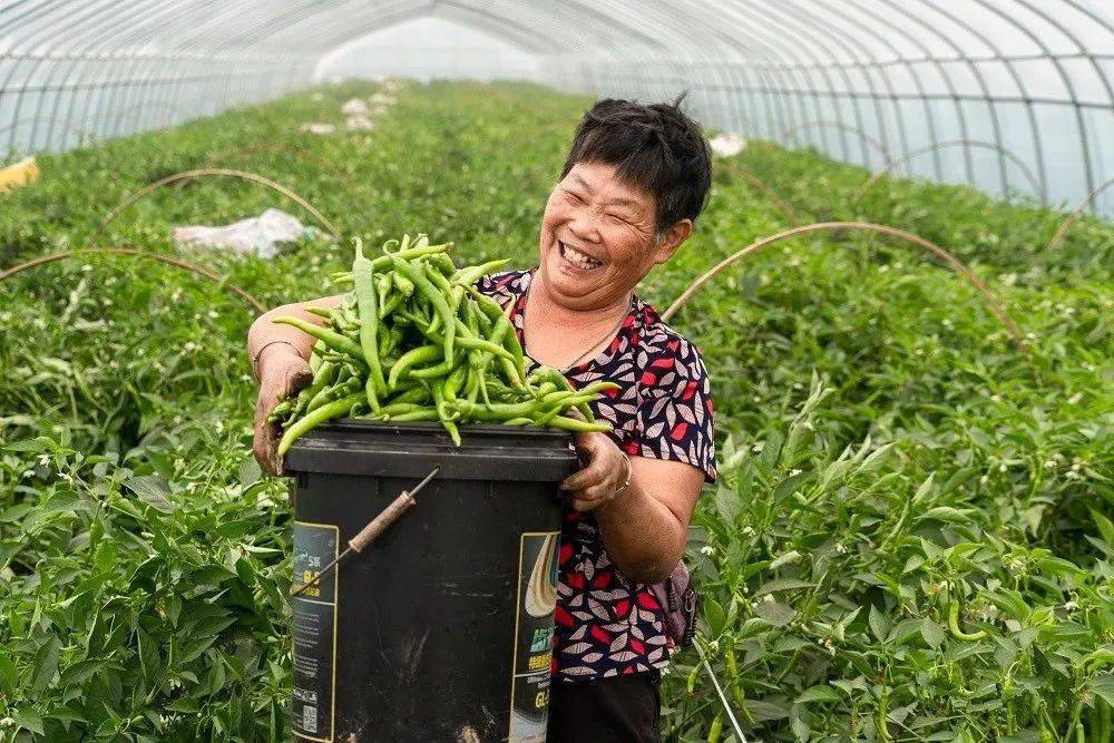 杭椒种植的农业企业达60余家,棚室栽培面积20000余亩,其中牌坊乡就有