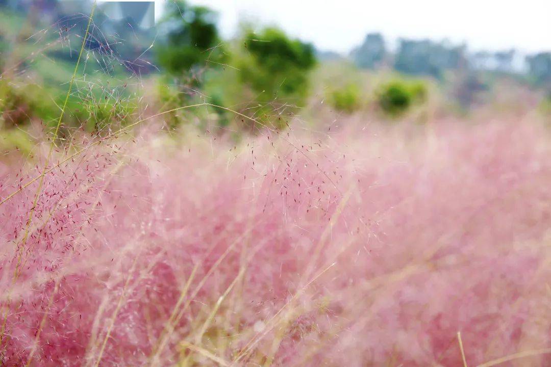邀请卡 | 粉黛花海如梦似幻,快来打卡秋日的浪漫童话