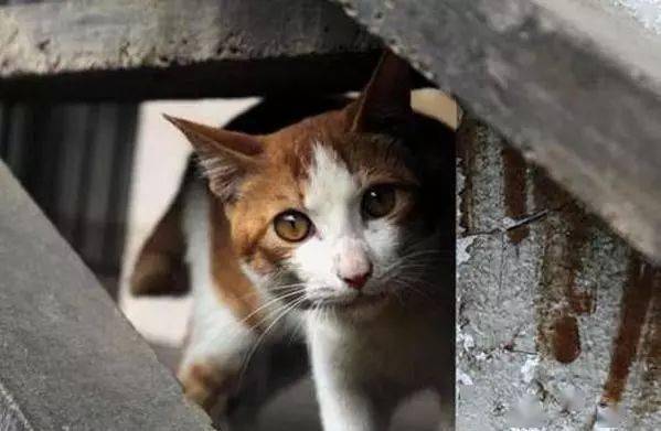 怎么捡猫咪的指甲 9229d625325d418996066c34a7fc2c4b.jpeg