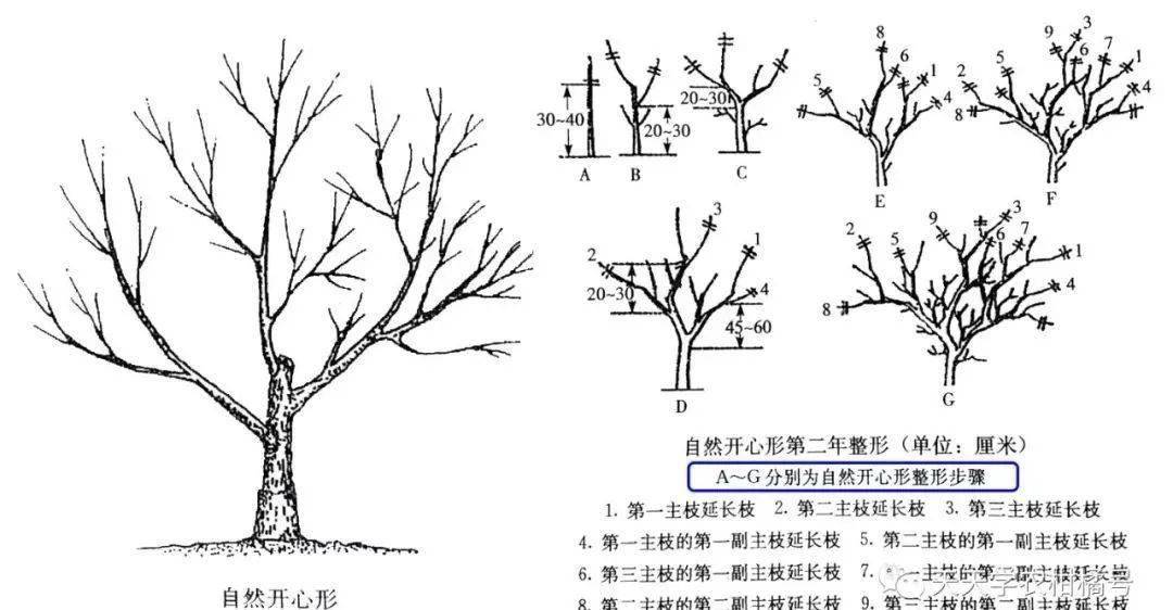 自然开心形