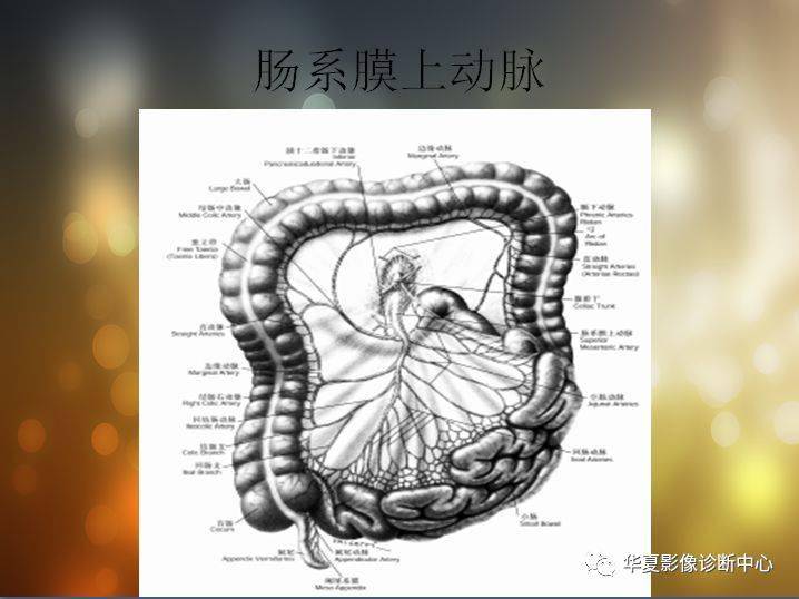 收藏丨全腹部高清ct图谱淋巴结彩色图谱血管解剖图谱大汇总