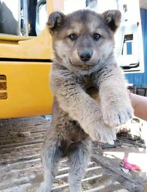 土狗幼崽,因为老家在乡下,所以小说家里养过一只田园犬,宠友小时候跟