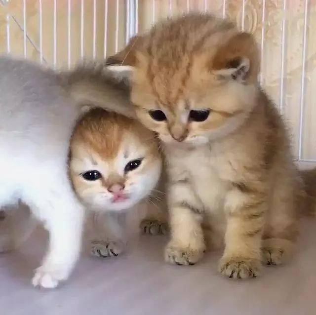 小奶猫被挡路,小奶猫本来是"大圆脸,卡姿兰大眼睛,愣是被挤成眯眯眼