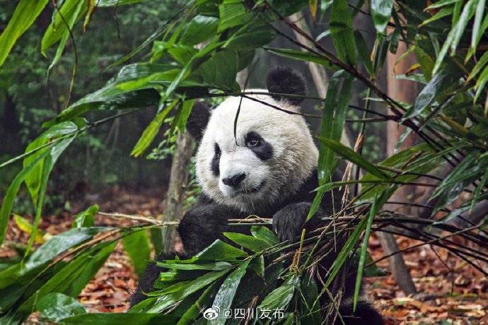 周为|明年起每年3月第二周为四川省“自然教育周”