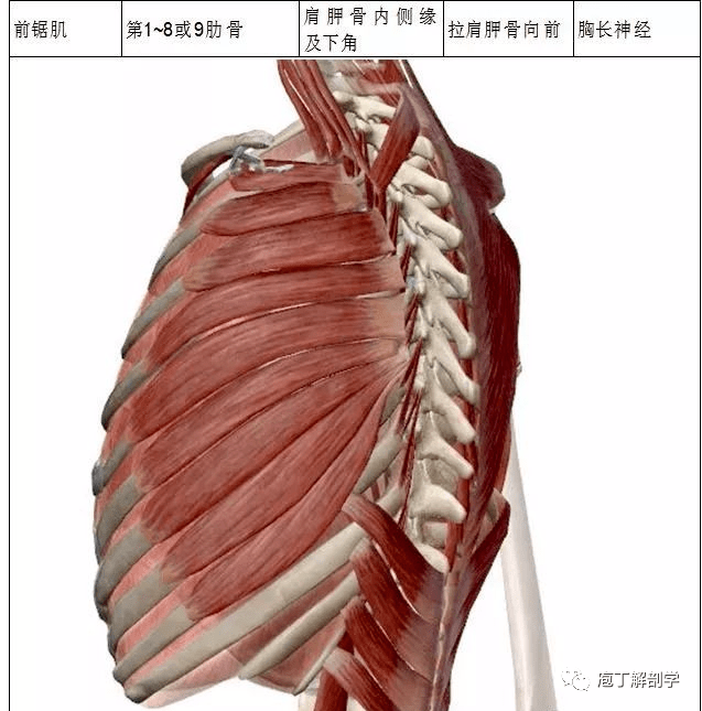 胸固有肌名称起点止点主要作用神经支配肋间外肌上位肋骨下缘下位肋骨