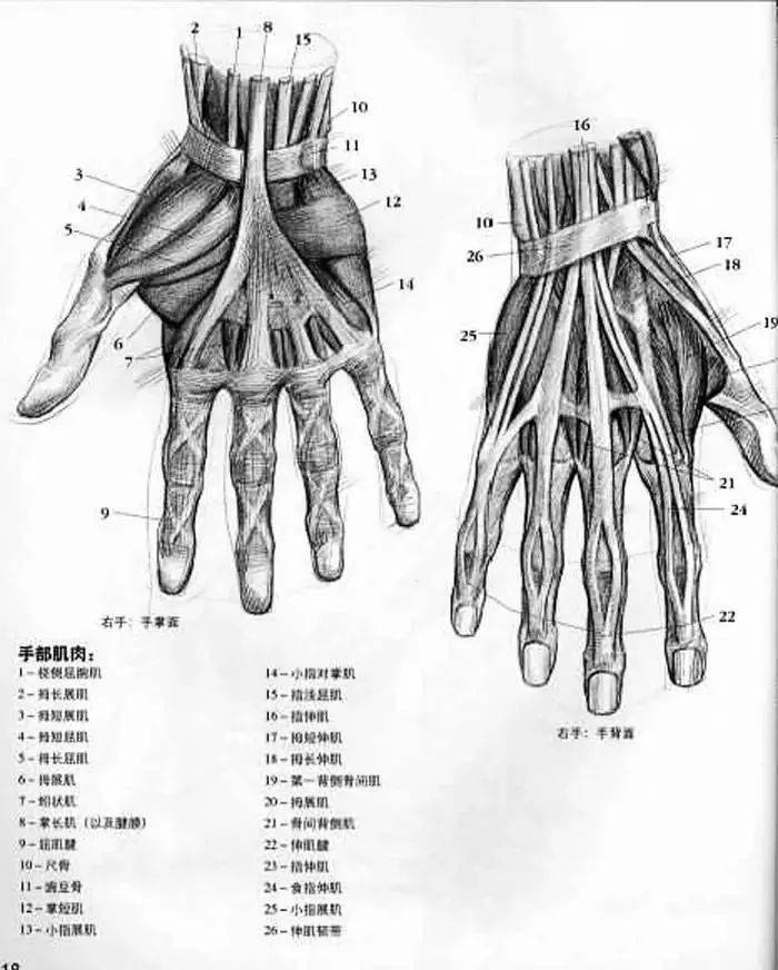 素描教程|手的画法及结构图大全_手指