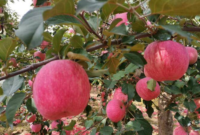 黄土高原上的芳香"玫瑰":富县有机苹果走出产业发展新
