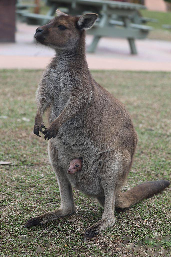 澳大利亚小袋鼠从妈妈育儿袋中探头首次睁眼看世界状态超萌