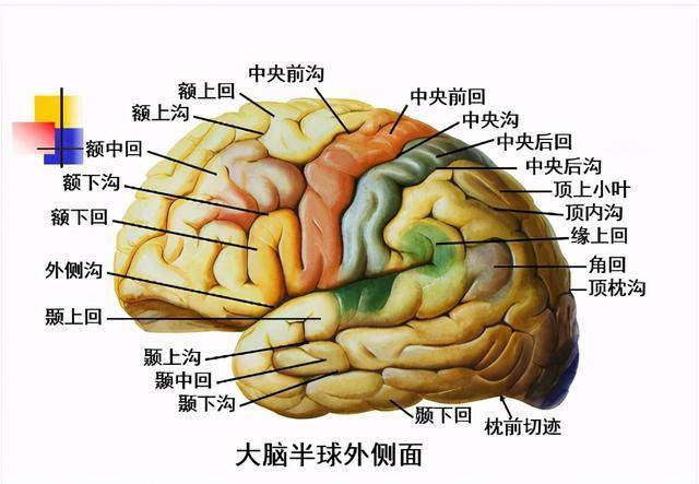 高清大脑解剖图谱「建议收藏」