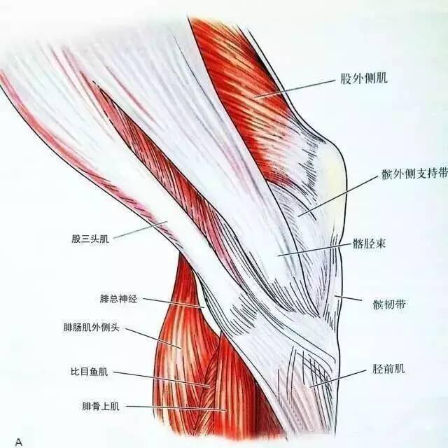 膝关节外侧观,第三层图9:外侧支持带结构后面观腘窝外界为股二头肌腱