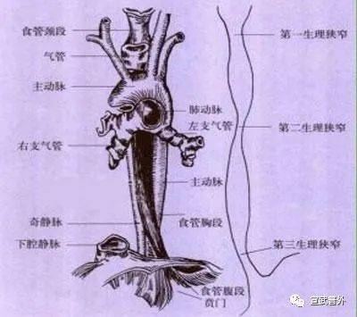 吃过烫的食物易诱发食管癌