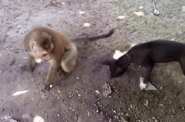 小猴子和狗打架,净使些下三滥的招数,场面实在让人哭笑不得!