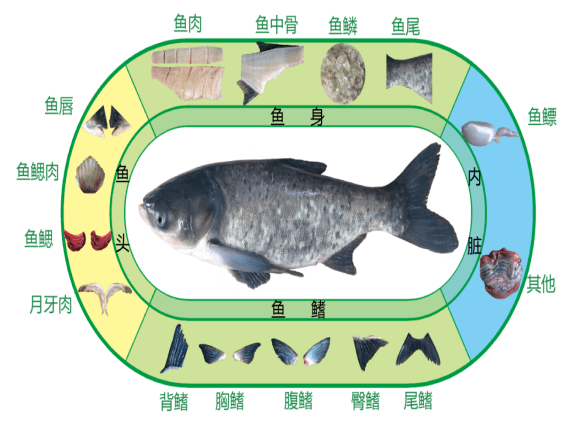 1.它的头长和体长之比达1:3.由图4可知,鳙鱼鱼头所占比例与鱼