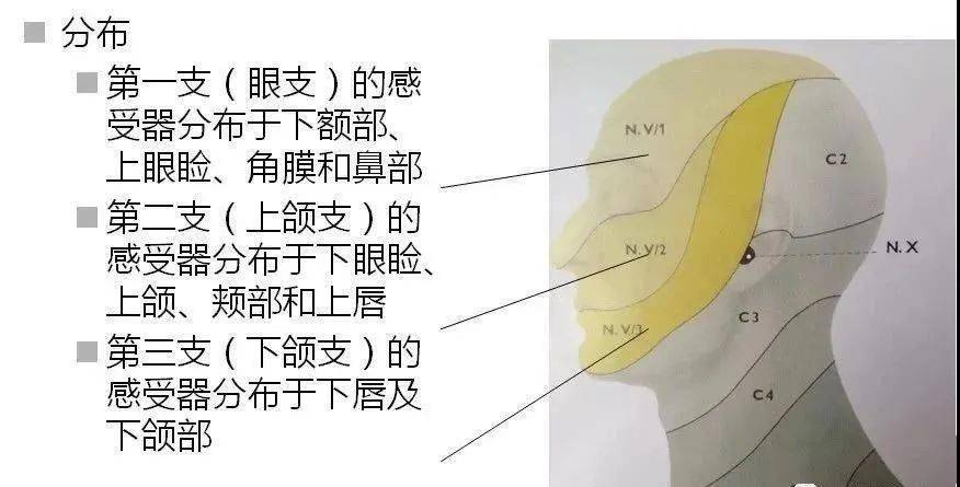 触摸双侧咀嚼肌,张口观察下颌有否偏斜 反射:角膜反射,下颌反射