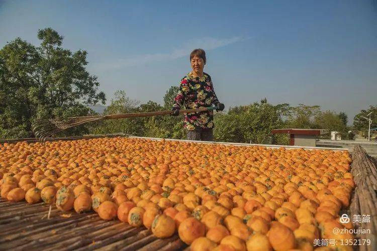 太美!荥阳柿子红了