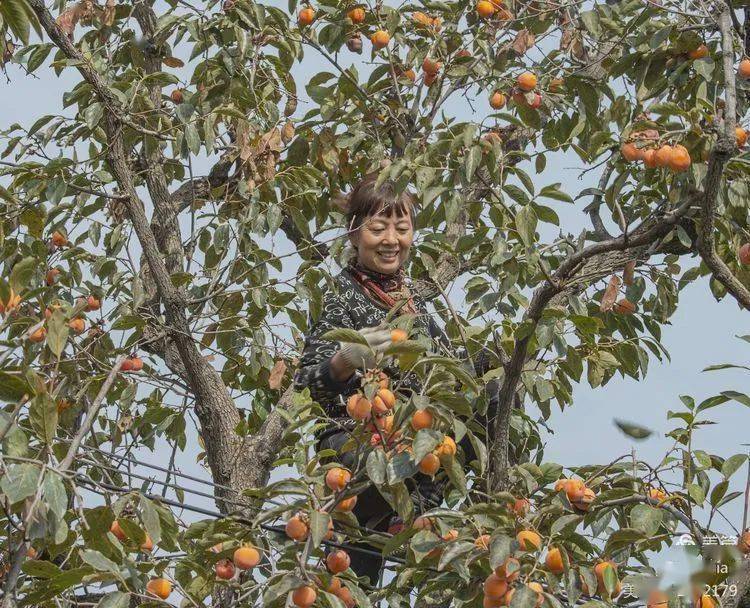 太美!荥阳柿子红了