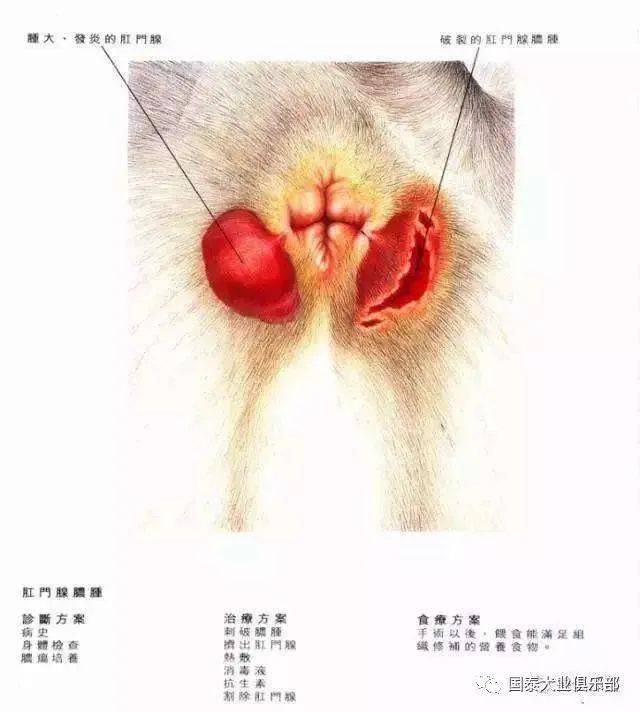 胃肠疾病 一 肛门囊炎