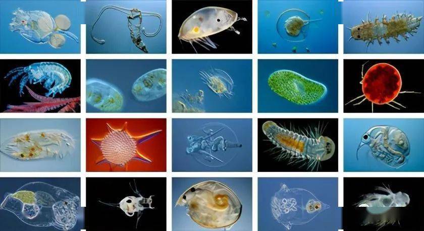 异养型无脊椎动物和 脊索动物幼体的总称为 浮游生物.