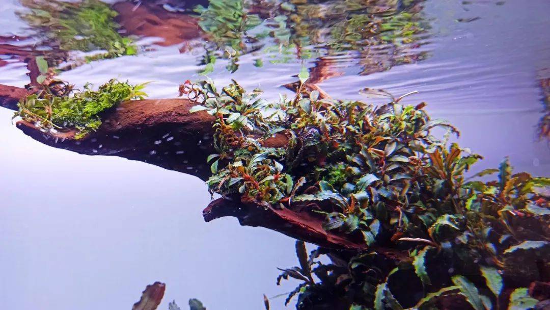 罗马尼亚水族造景者的辣椒榕缸壹水族专栏