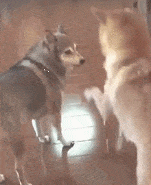 dj肥肠气氛组火速到位  (代班狗哥) dj肥肠也在这个花好月圆的日子