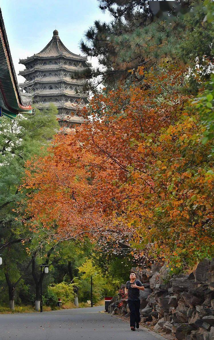 燕南园|未名湖、静园、燕南园……北大秋色的美，是你想象不到的