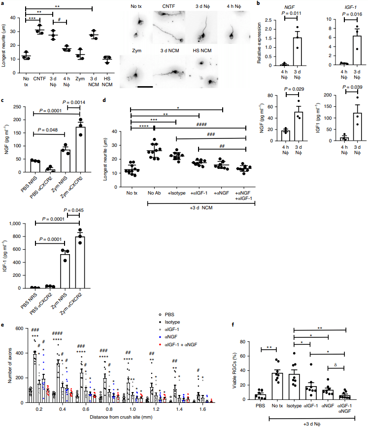 细胞|Nature子刊：科学家发现一种新型细胞，可促进中枢神经系统再生！