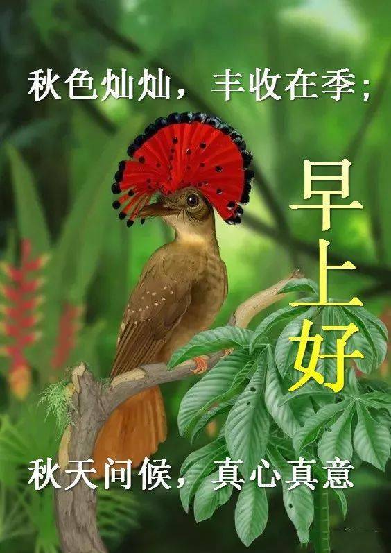早上好的祝福语大合集 早上好图片动态的表情问候语