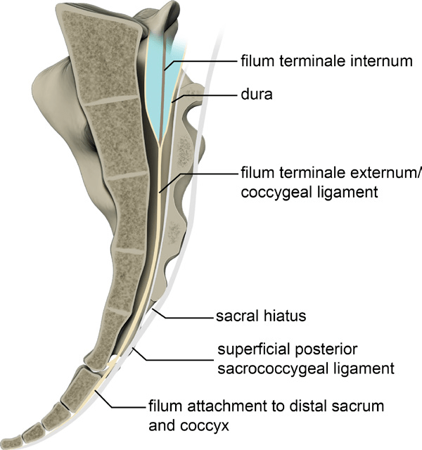 呈低信号束带样结构位于骶骨及尾骨的前方