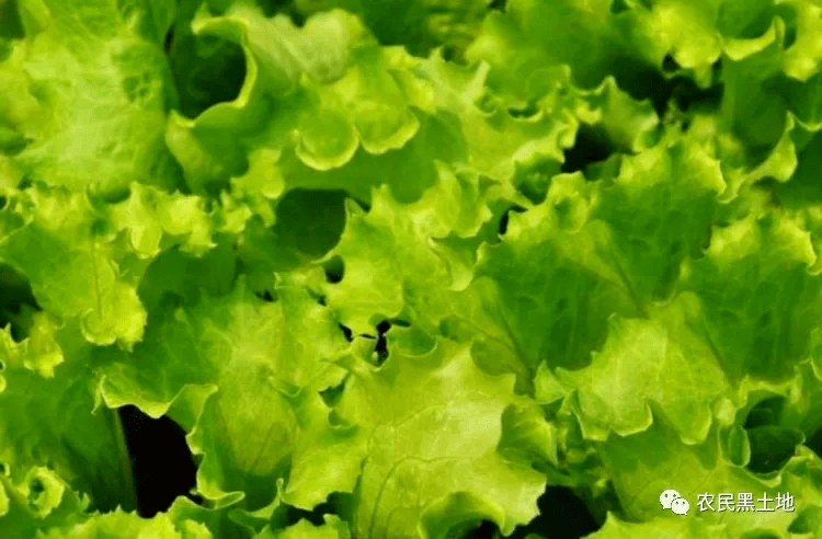 怎么在家种植生菜 b793d2ba70a54b9da14346b795af741e.png