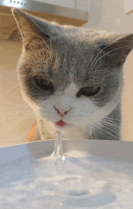在喝水这件小事上,没有一只猫猫能维持体面!