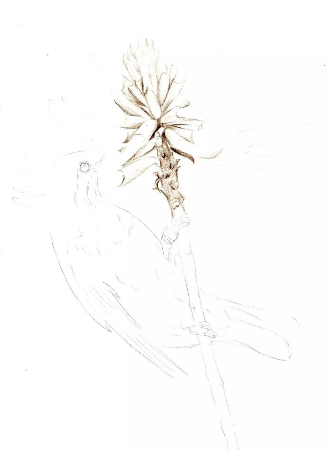 彩铅零基础教程 | 刺桐花与鸟,彩铅花鸟画步骤
