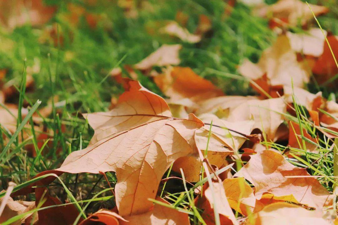 官宣|高校“官宣”秋景来了，有你的校园记忆吗？