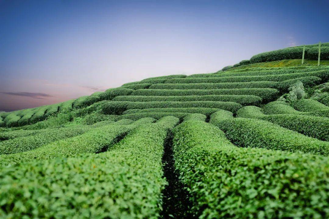 下图的大树和矮茶树为同一时间培育种植的同一品种,矮的茶树是定期