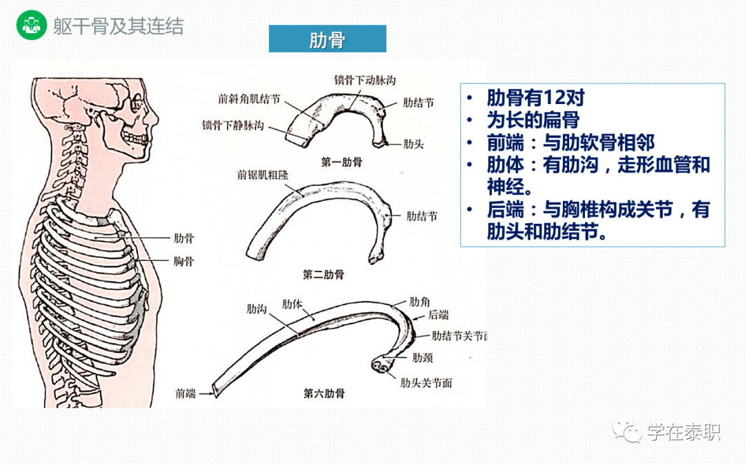 康复功能解剖躯干骨及其连结