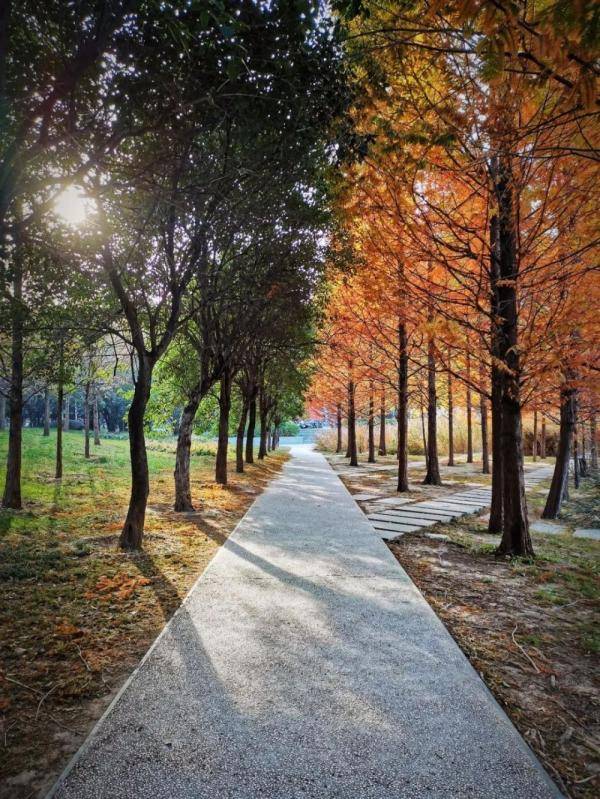 秋景大|高校秋景大赏丨想在春天种下一片色彩 在秋天送给你