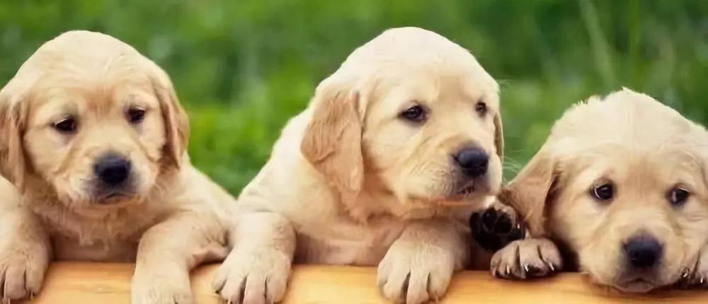 怎么看小狗狗年龄 7db76624896549c6a6bcfbd064f70e03.jpeg