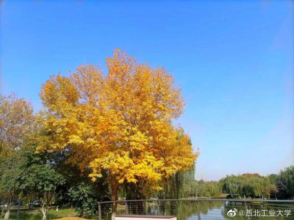 秋景大|高校秋景大赏丨想在春天种下一片色彩 在秋天送给你